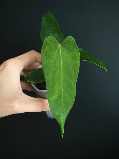 Anthurium Papillilaminum (Ree Gardens x RL) X RLFS | 7 cm pot [B]