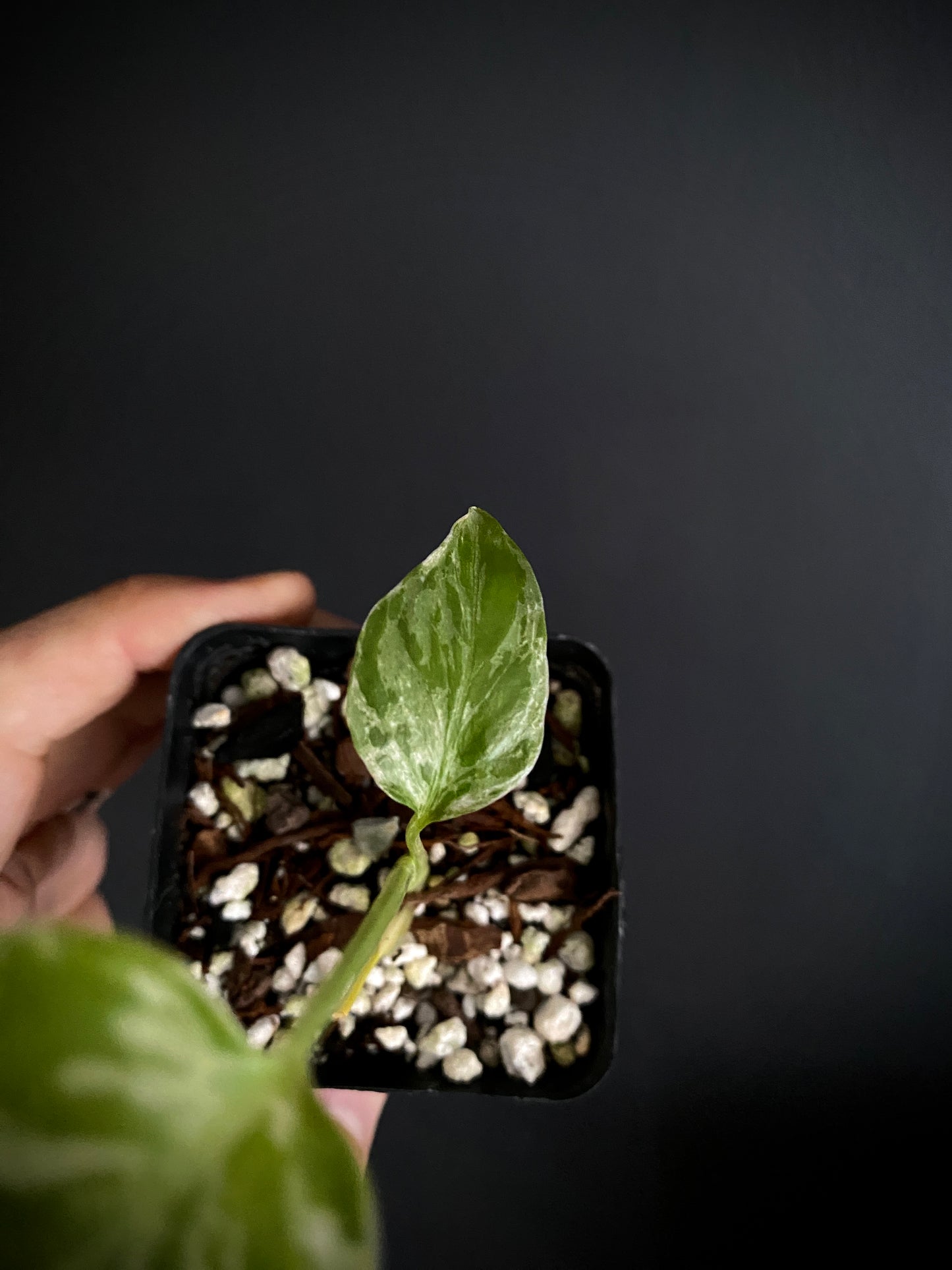 Monstera Deliciosa Bulbasaur | 6 cm pot [C]