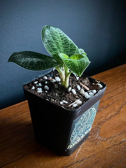 Macodes Petola - Jewel Orchid | 7 cm pot