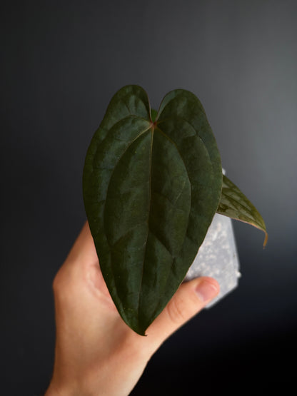 Anthurium Red Vein Dark Phoenix | 7 cm pot [A]