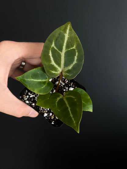 Anthurium Crystal var x Michelle (non-variegated) | 6 cm pot