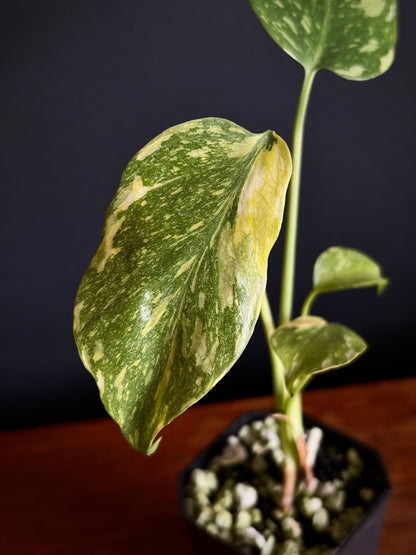 Monstera Deliciosa Electrolyte | 5 cm pot [A]