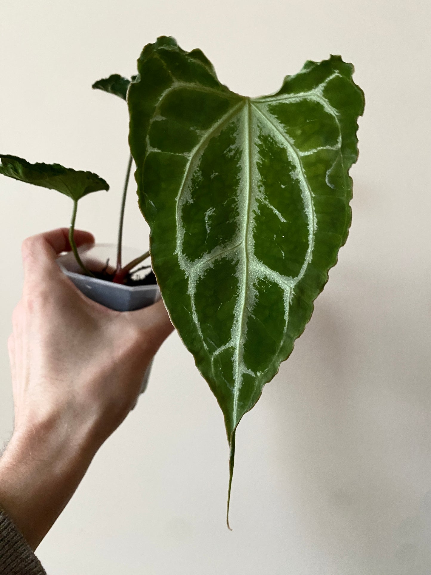 Anthurium Boogie (Muchilis x X-one) F1 | 7 cm pot