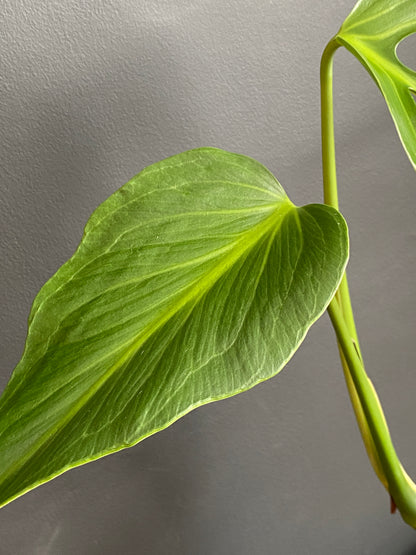 Monstera Burle Marx Flame | 15 cm pot (A)