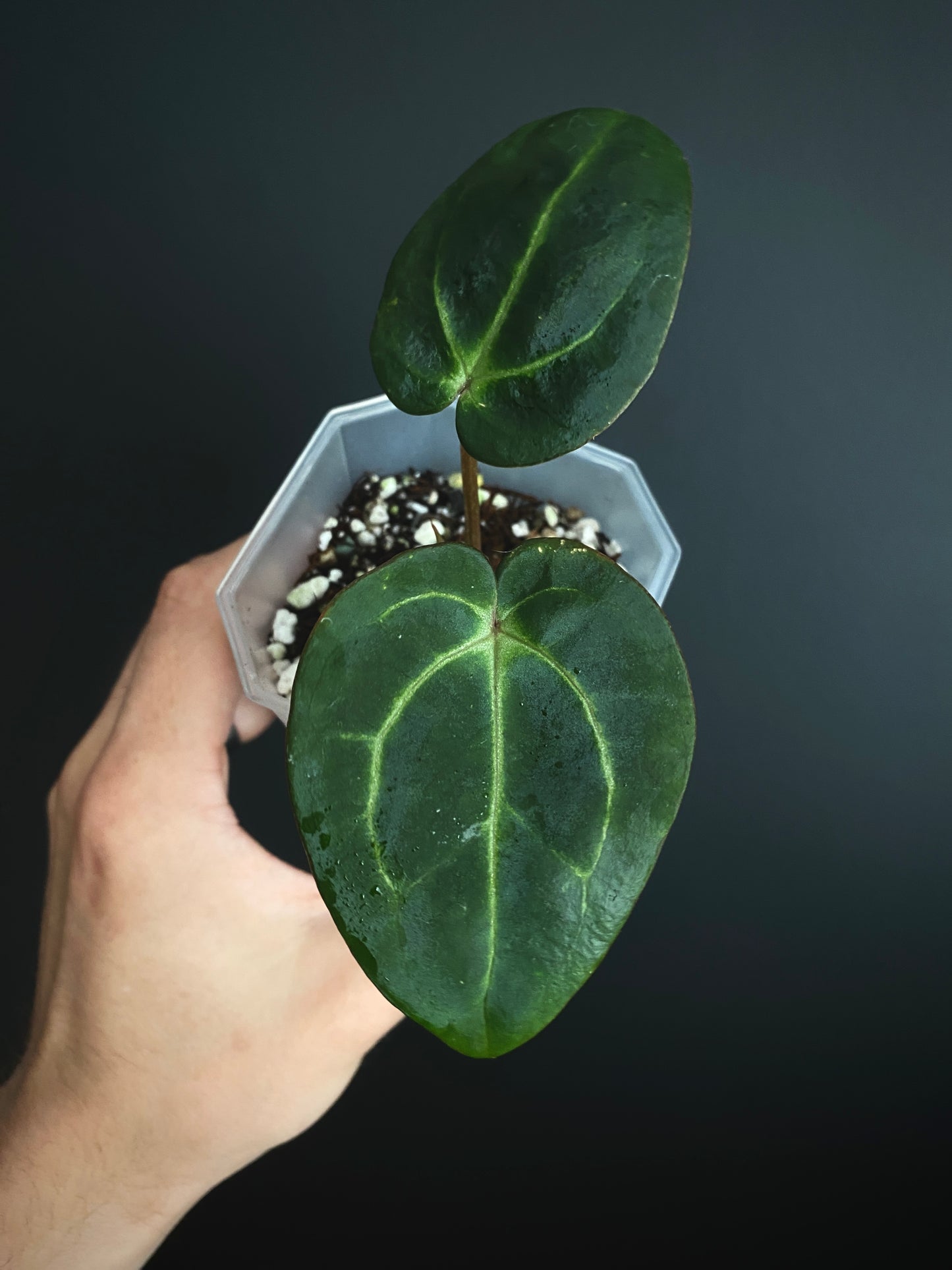 Anthurium Carlablackiae | 7 cm pot [B]