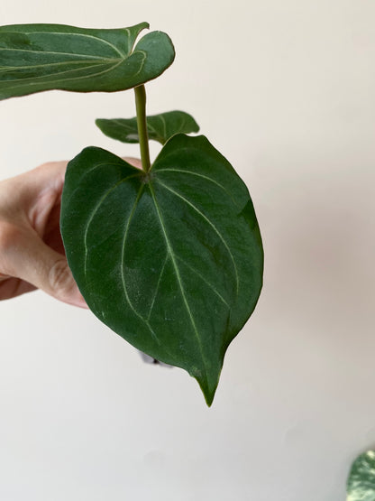 Anthurium King of Spades (KOS/HU) | 7 cm pot [B]