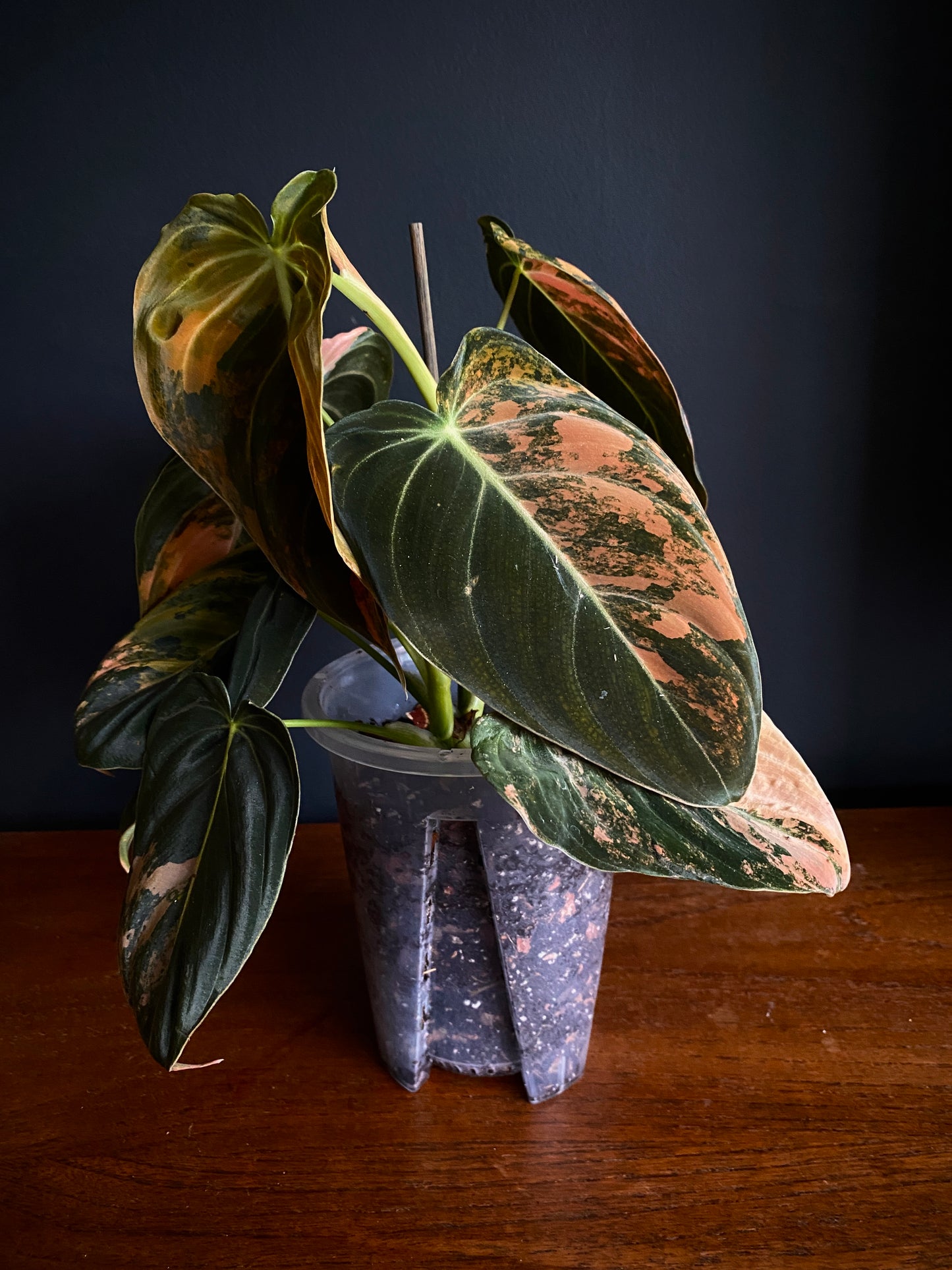 Philodendron Melanochrysum Orange variegata | 12 cm pot [A]