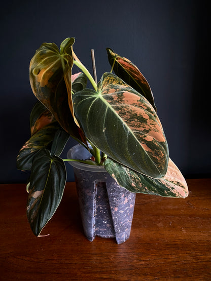 Philodendron Melanochrysum Orange variegata | 12 cm pot [A]