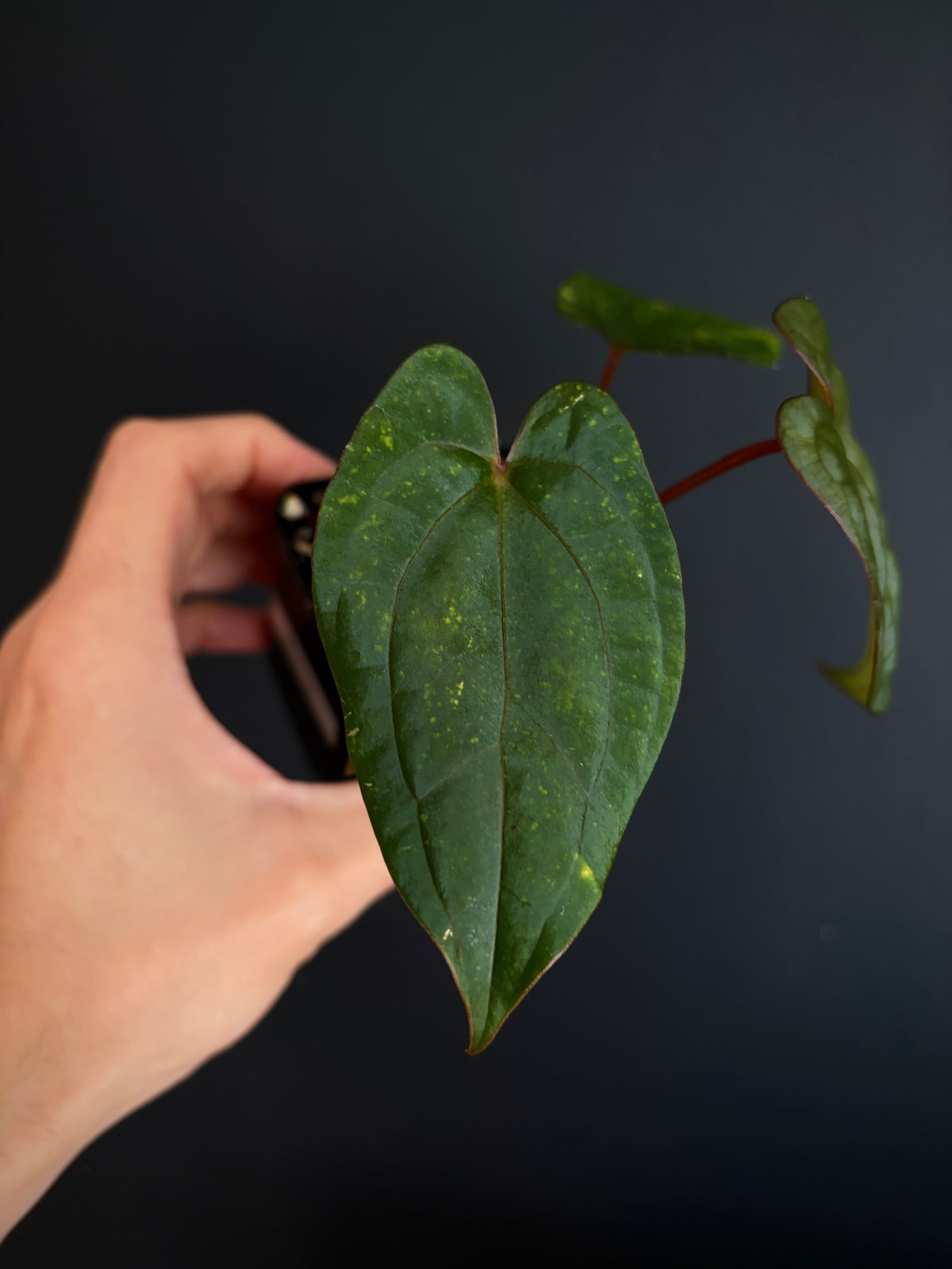 Anthurium Red Vein Dark Phoenix | 7 cm pot [B]