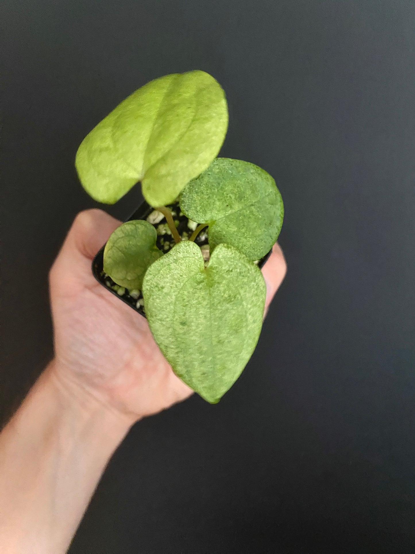 Anthurium Dark Phoenix mint variegated | 6 cm pot [B]