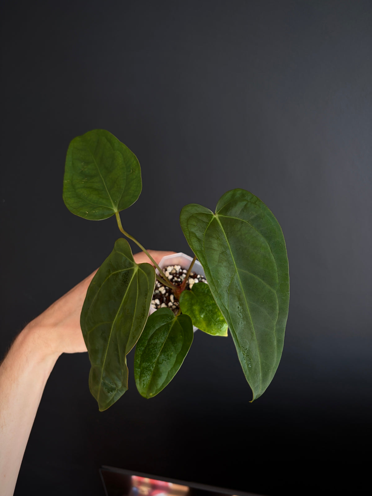 Anthurium Subsignatum (velvety) X Carlablackiae | 7 cm pot [B]