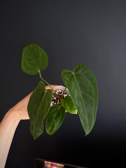 Anthurium Subsignatum (velvety) X Carlablackiae | 7 cm pot [B]