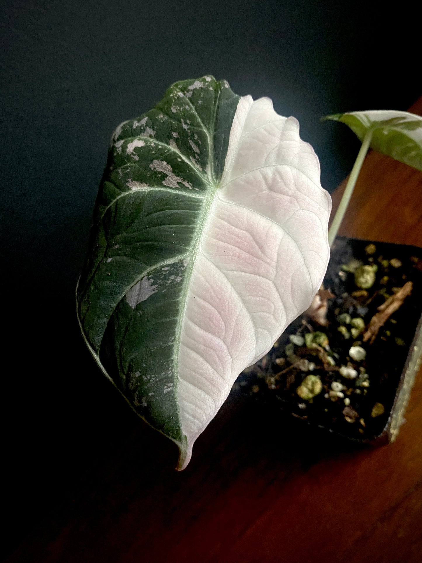 Alocasia Black Velvet Pink variegata | 7 cm pot (C)