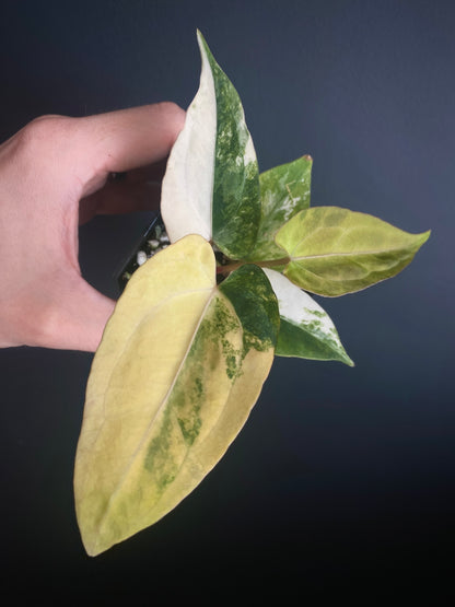 Anthurium Papillilaminum var X RVDP | 7 cm pot