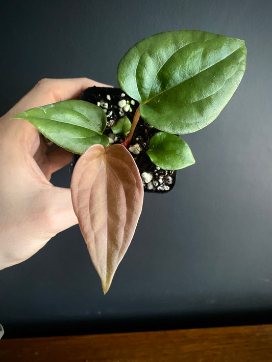 Anthurium Fort Sherman X Luxurians | 7 cm pot [C]