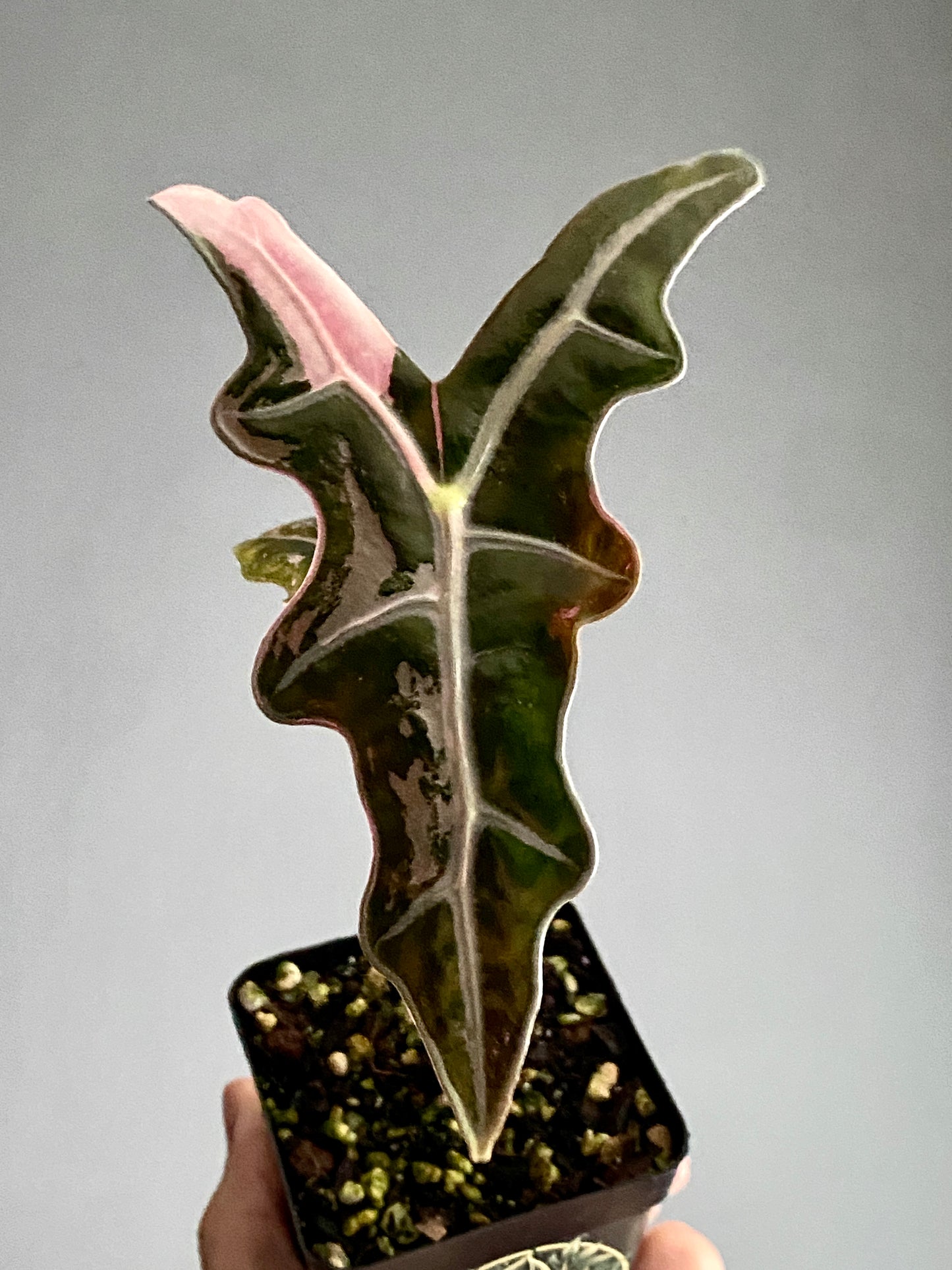 Alocasia Nobilis Pink variegata | 7 cm pot