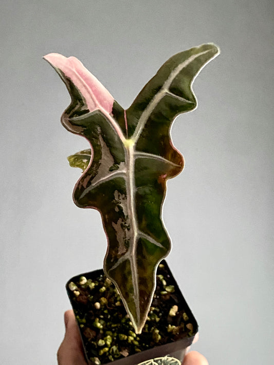 Alocasia Nobilis Pink variegata | 7 cm pot