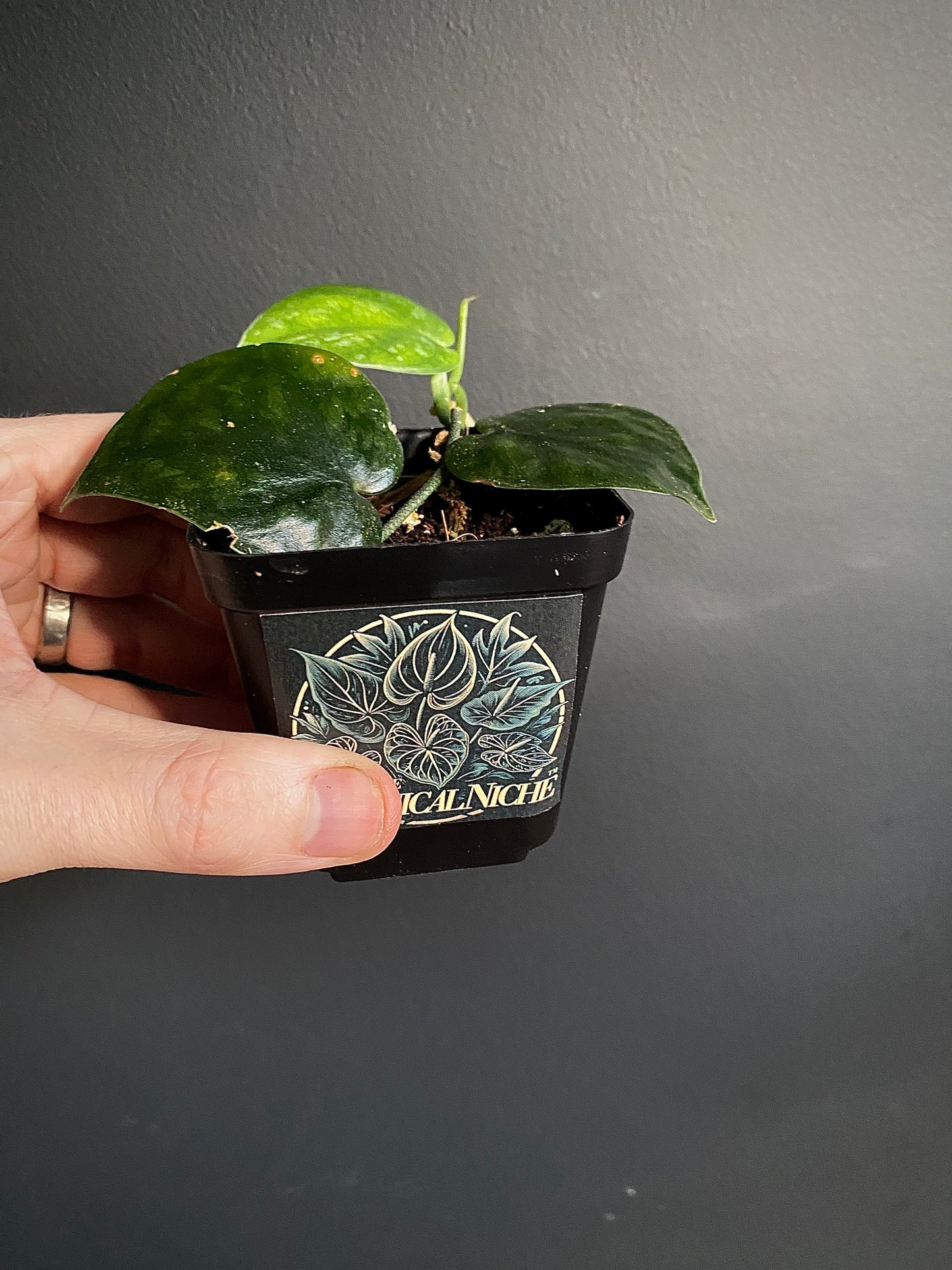 Scindapsus Black Mamba | 7 cm pot