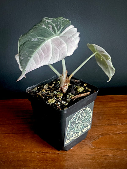Alocasia Black Velvet Pink variegata | 7 cm pot (C)