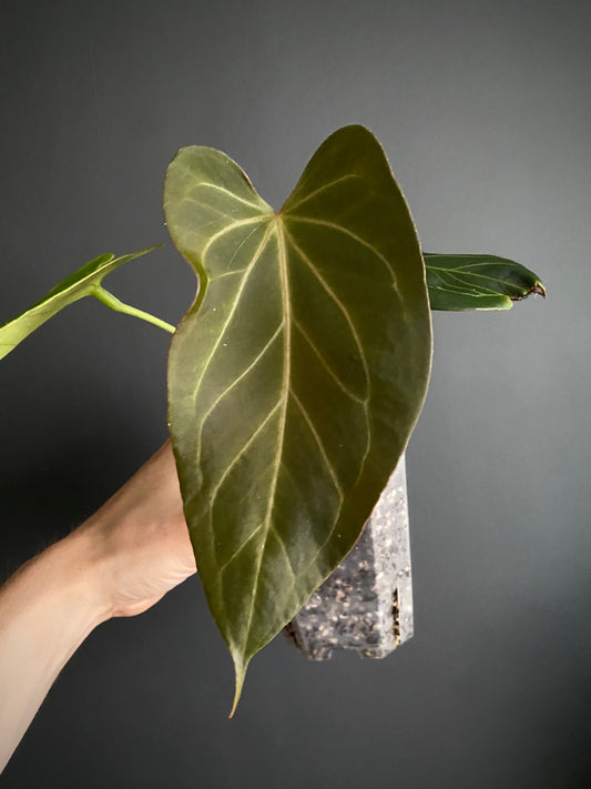Anthurium King of Spades (KOS) X Blacksweet | 9 cm pot