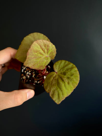 Begonia Ozotothrix | 6 cm pot
