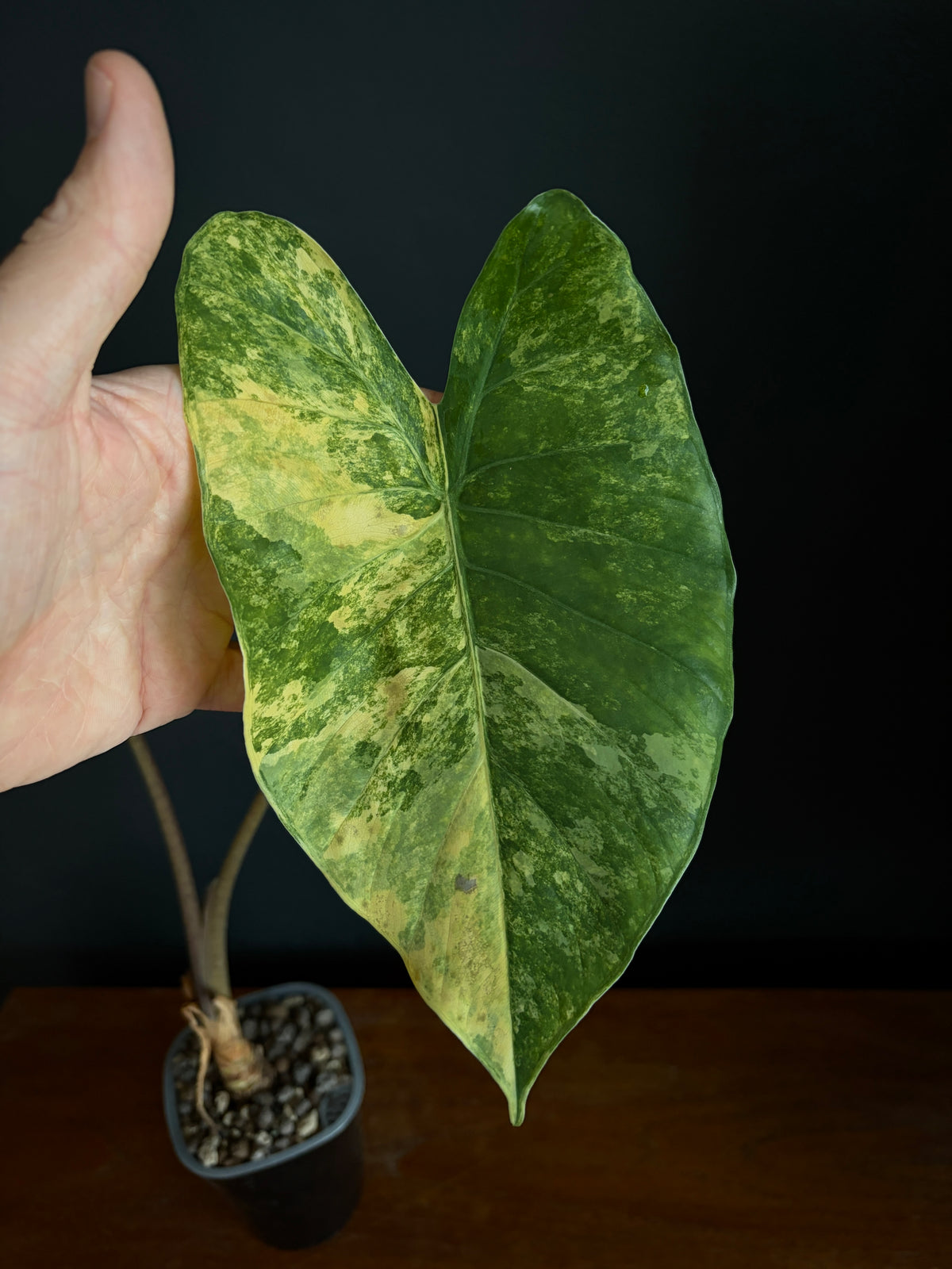 Alocasia Calidora aurea X Infernalis variegated hybrid (Mature) | 9 cm pot