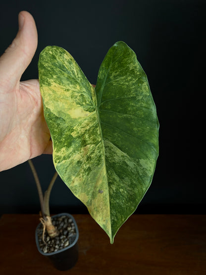 Alocasia Calidora aurea X Infernalis variegated hybrid (Mature) | 9 cm pot