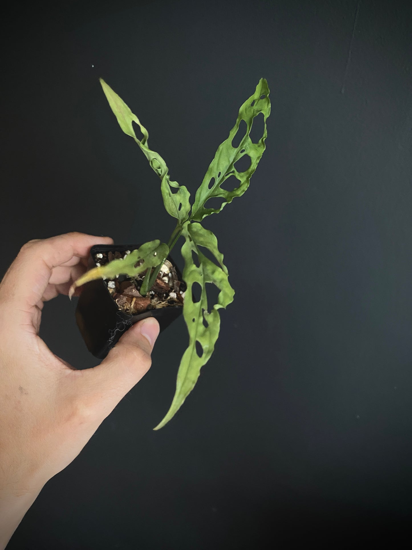 Monstera Obliqua Peru | 6 cm pot