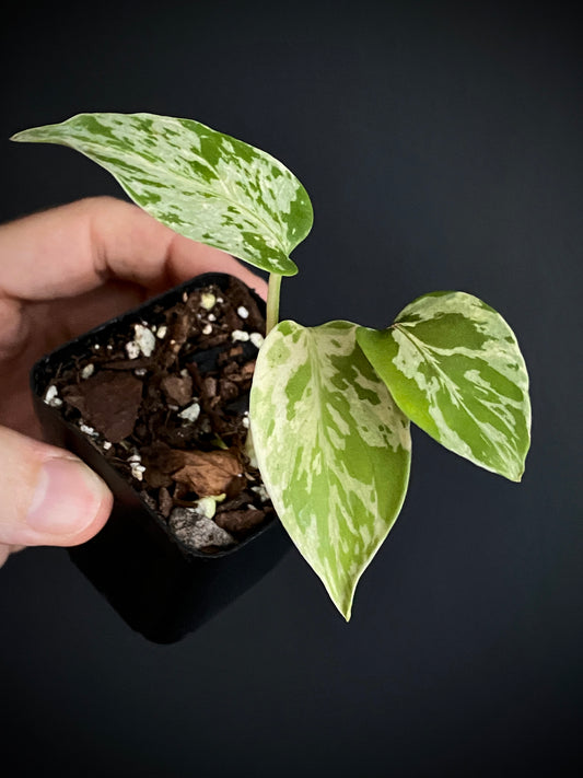 Monstera Deliciosa Bulbasaur | 6 cm pot [A]
