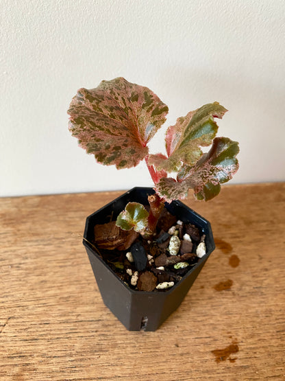 Begonia Cucullata Pink variegated | 5 cm pot