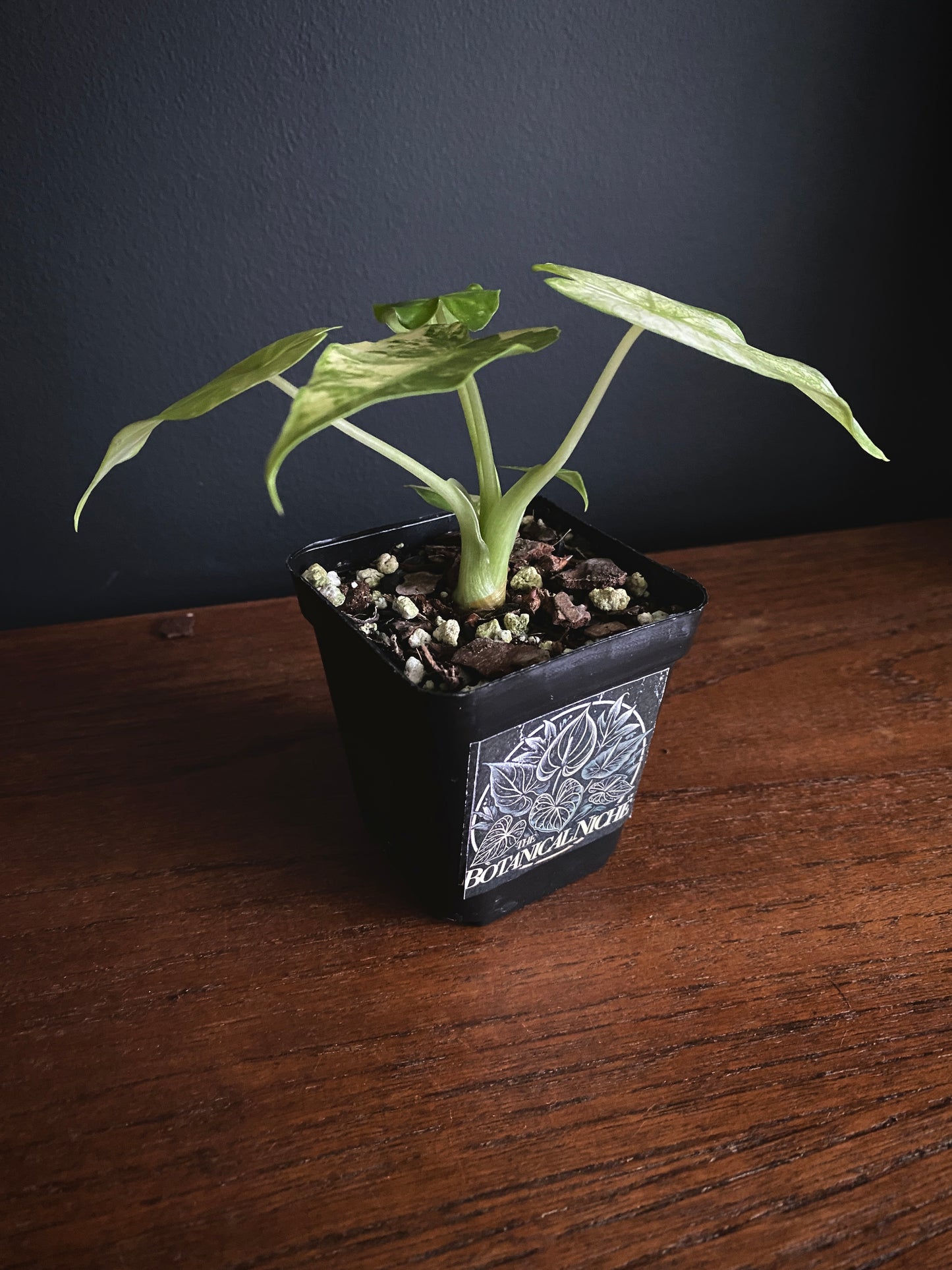 Alocasia Gageana Albo variegated | 7 cm pot