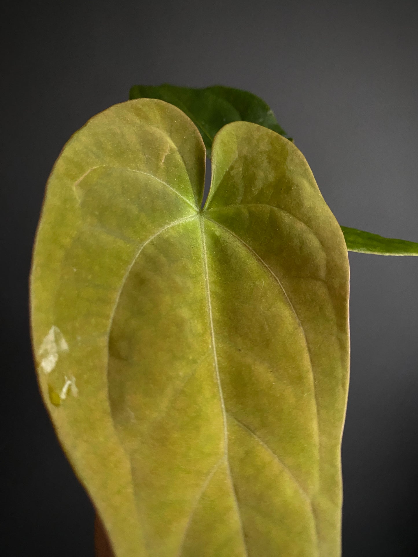 Anthurium (FTG x Fort Sherman) X (NoID Code Red x Papillilaminum A+) | 7 cm pot