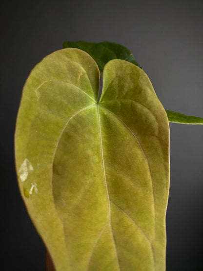 Anthurium (FTG x Fort Sherman) X (NoID Code Red x Papillilaminum A+) | 7 cm pot