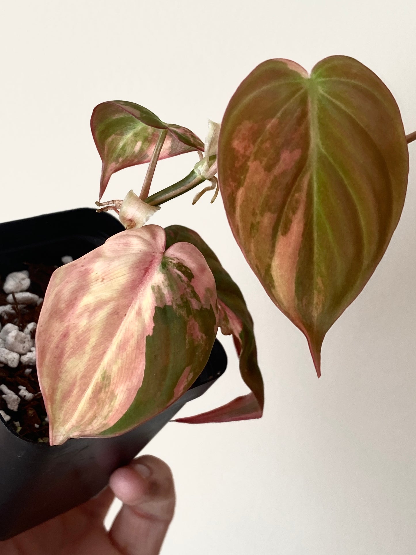 Philodendron Micans variegata | 7 cm pot [B]