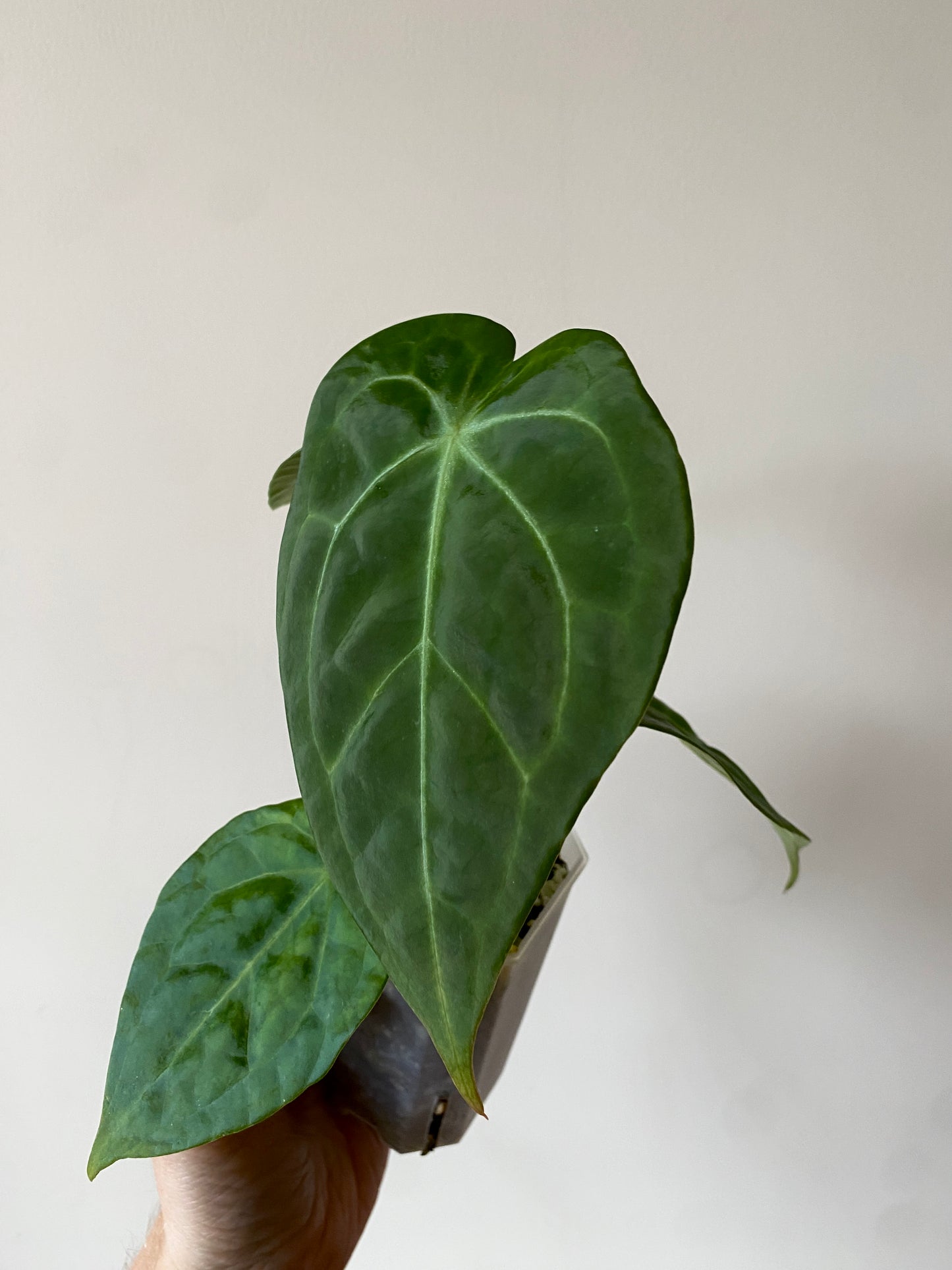 Anthurium Delta Force X Forgetii | 7 cm pot