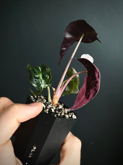 Alocasia Polly Pink variegated | 5 cm pot [B]
