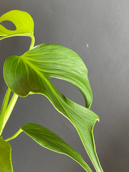 Monstera Burle Marx Flame | 15 cm pot (B)