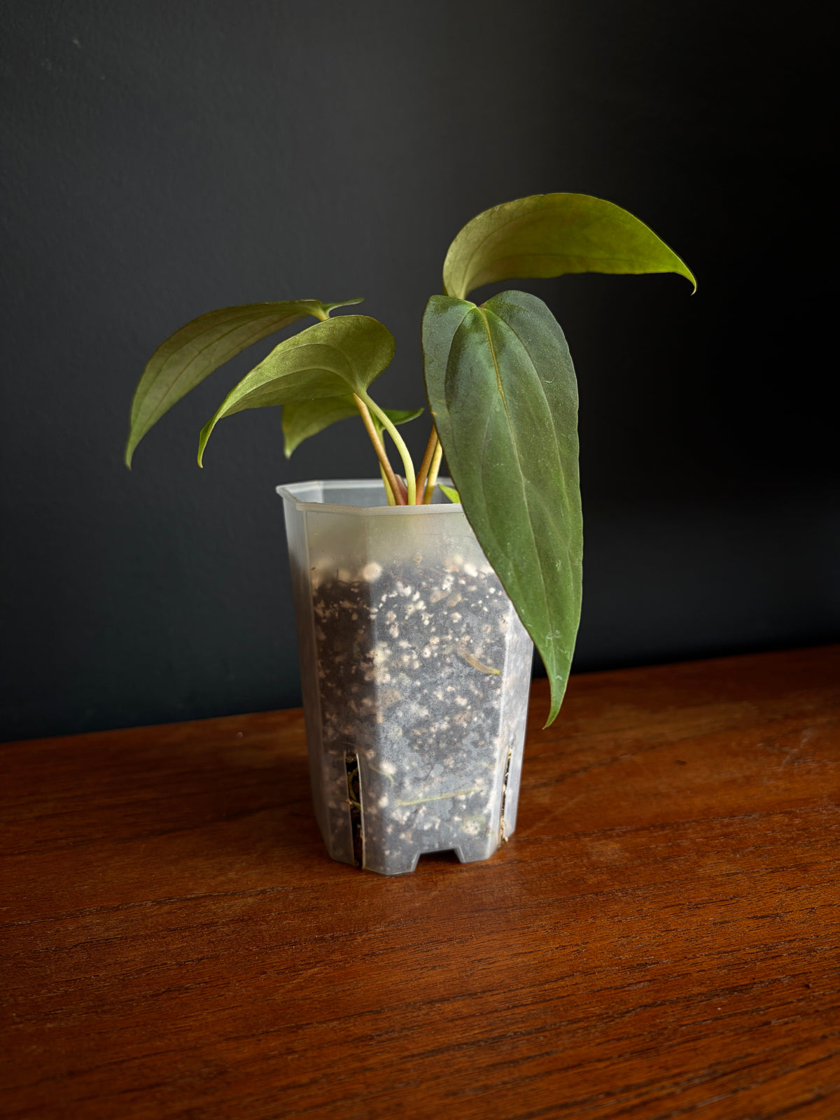 Anthurium Papillilaminum Fort Sherman (x self) | 7 cm pot [A]