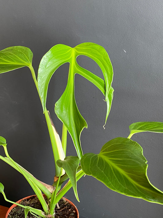 Monstera Burle Marx Flame | 15 cm pot (A)