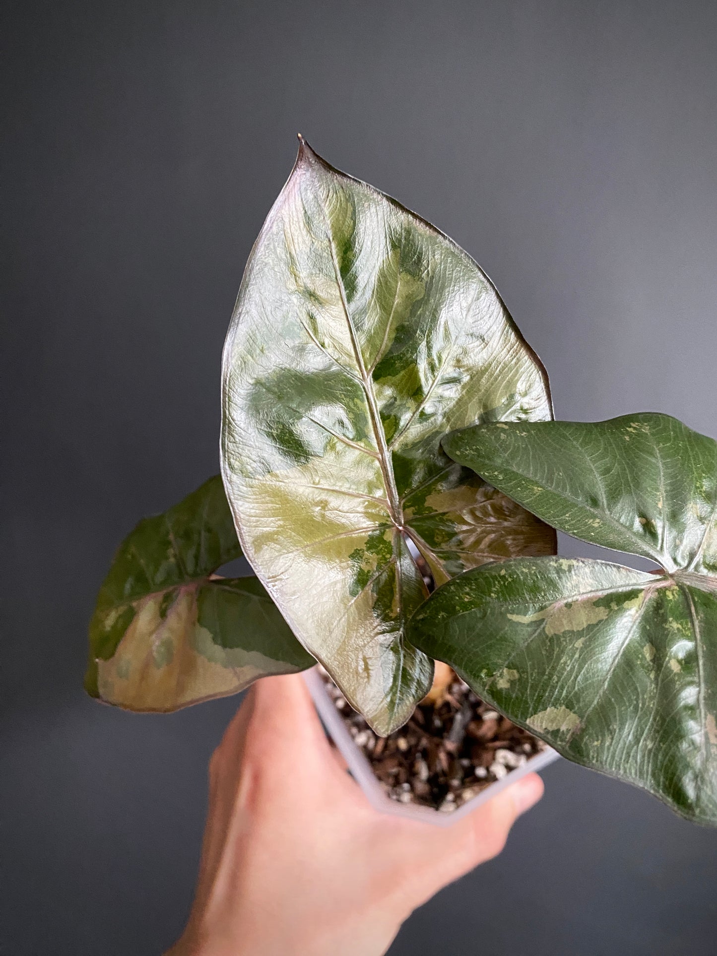 Alocasia Yucatan Princess variegated | 9 cm pot