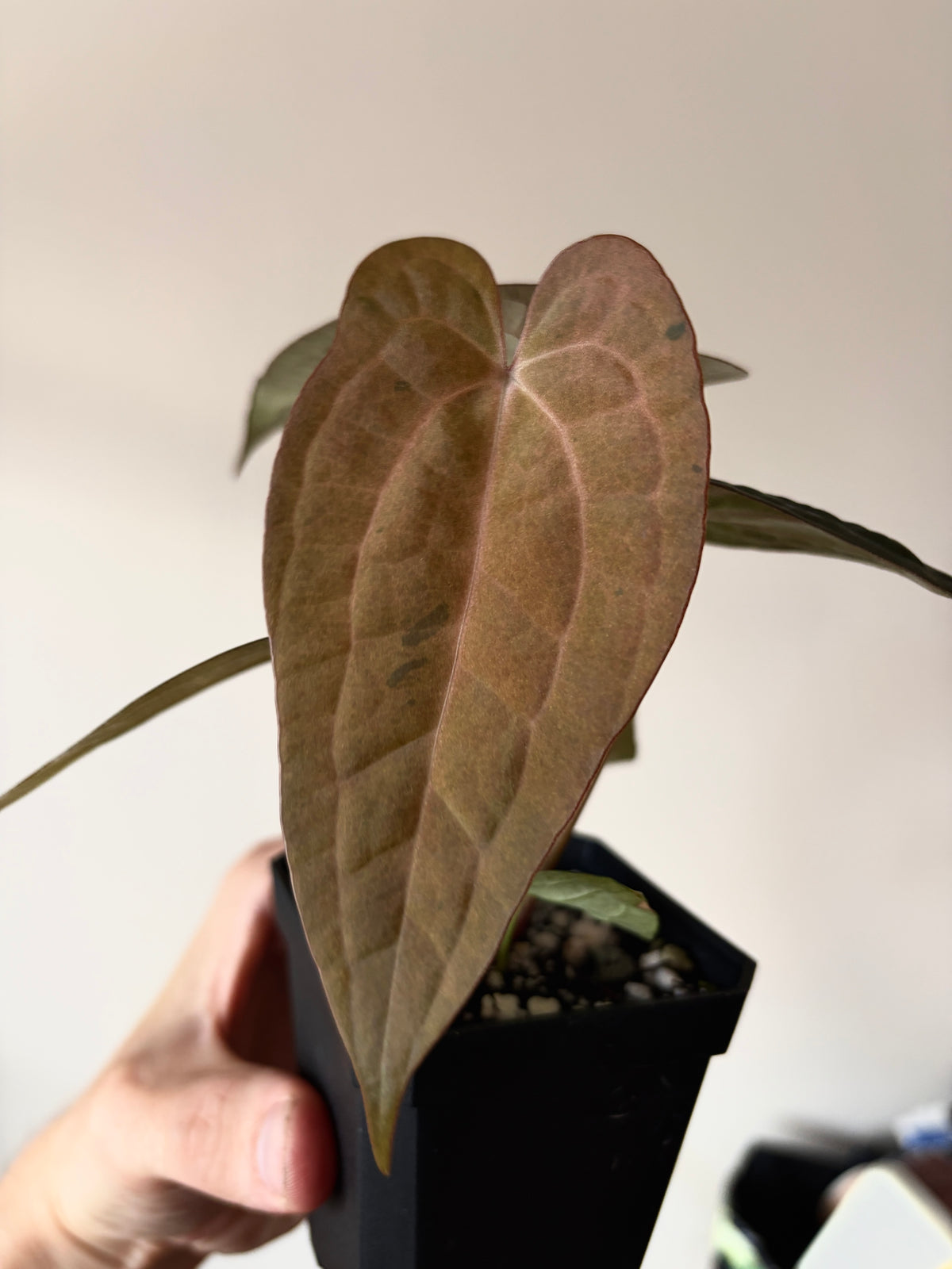 Anthurium RVDP (self) mint variegated | 7 cm pot [super-select]