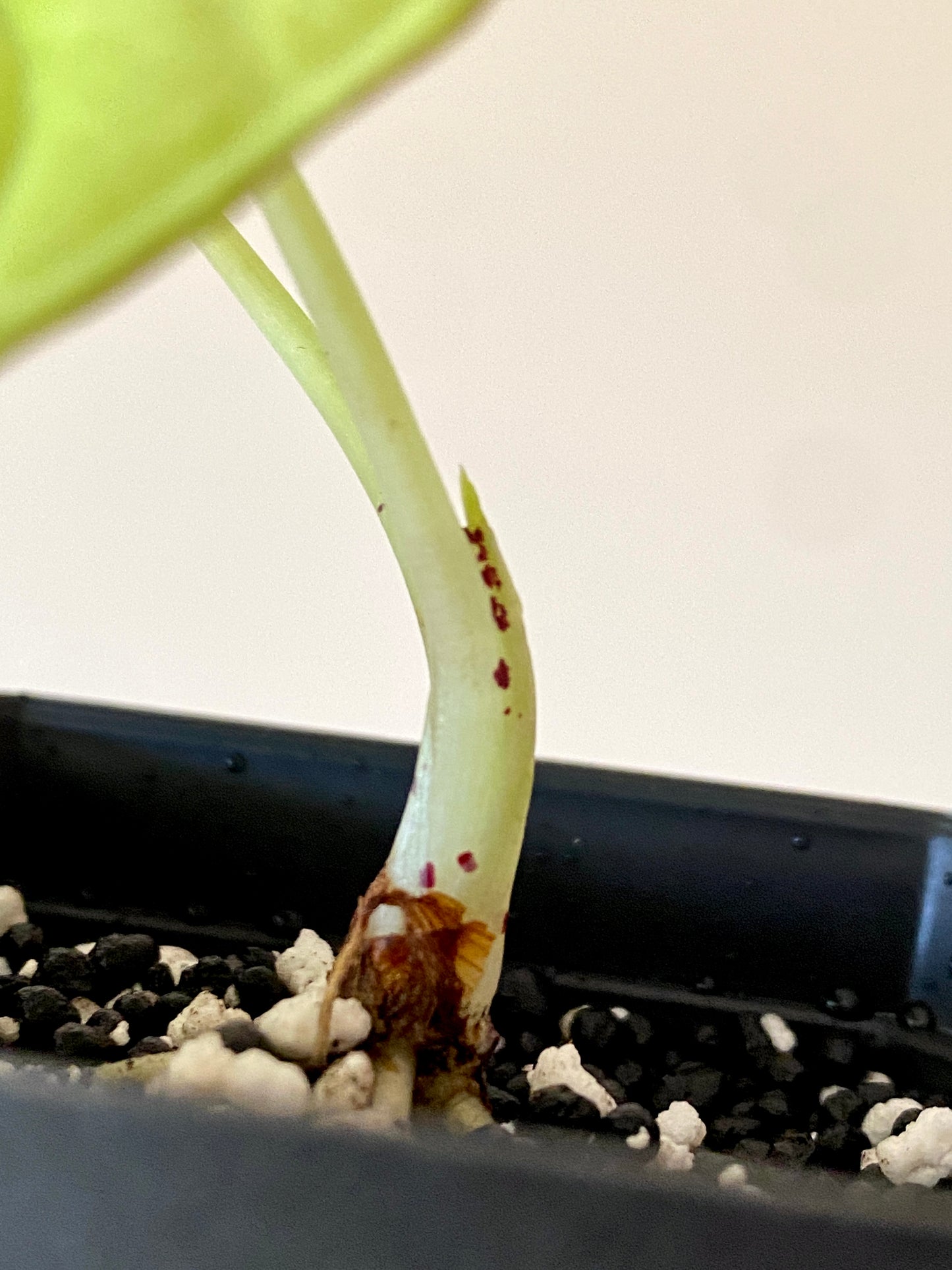 Alocasia Nebula aurea | 7 cm pot