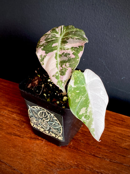 Alocasia Black Velvet Pink variegata | 7 cm pot (A)