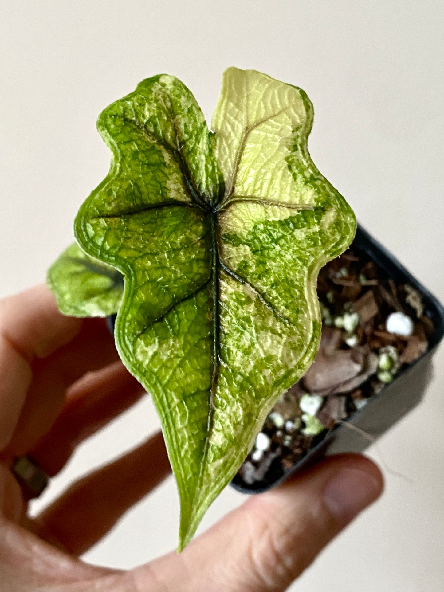 Alocasia Tandurusa 'Jacklyn' Aurea variegated | 6 cm pot