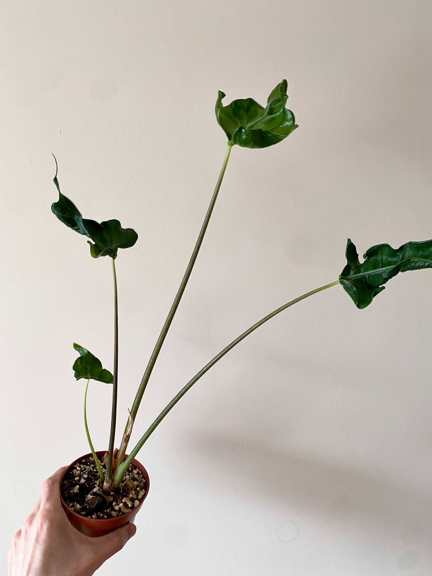 Alocasia Teletubbies | 10 cm pot