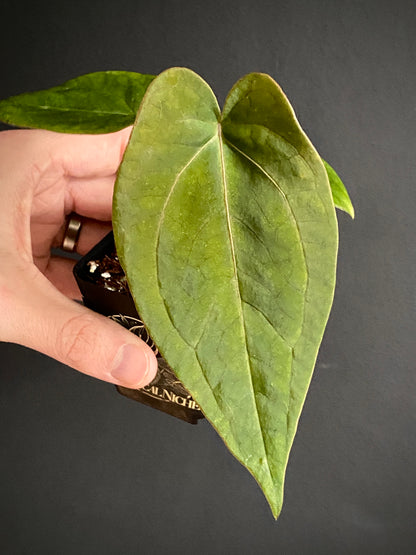 Anthurium (FTG x Fort Sherman) X (NoID Code Red x Papillaminum A+) | 6 cm pot