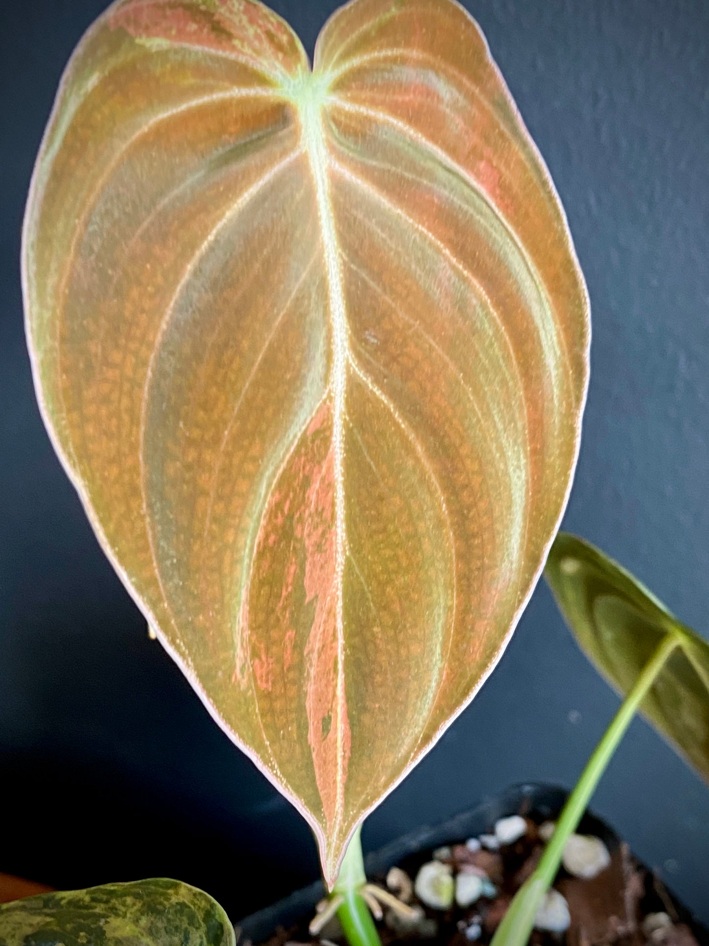 Philodendron Melanochrysum variegata | 7 cm pot (D)
