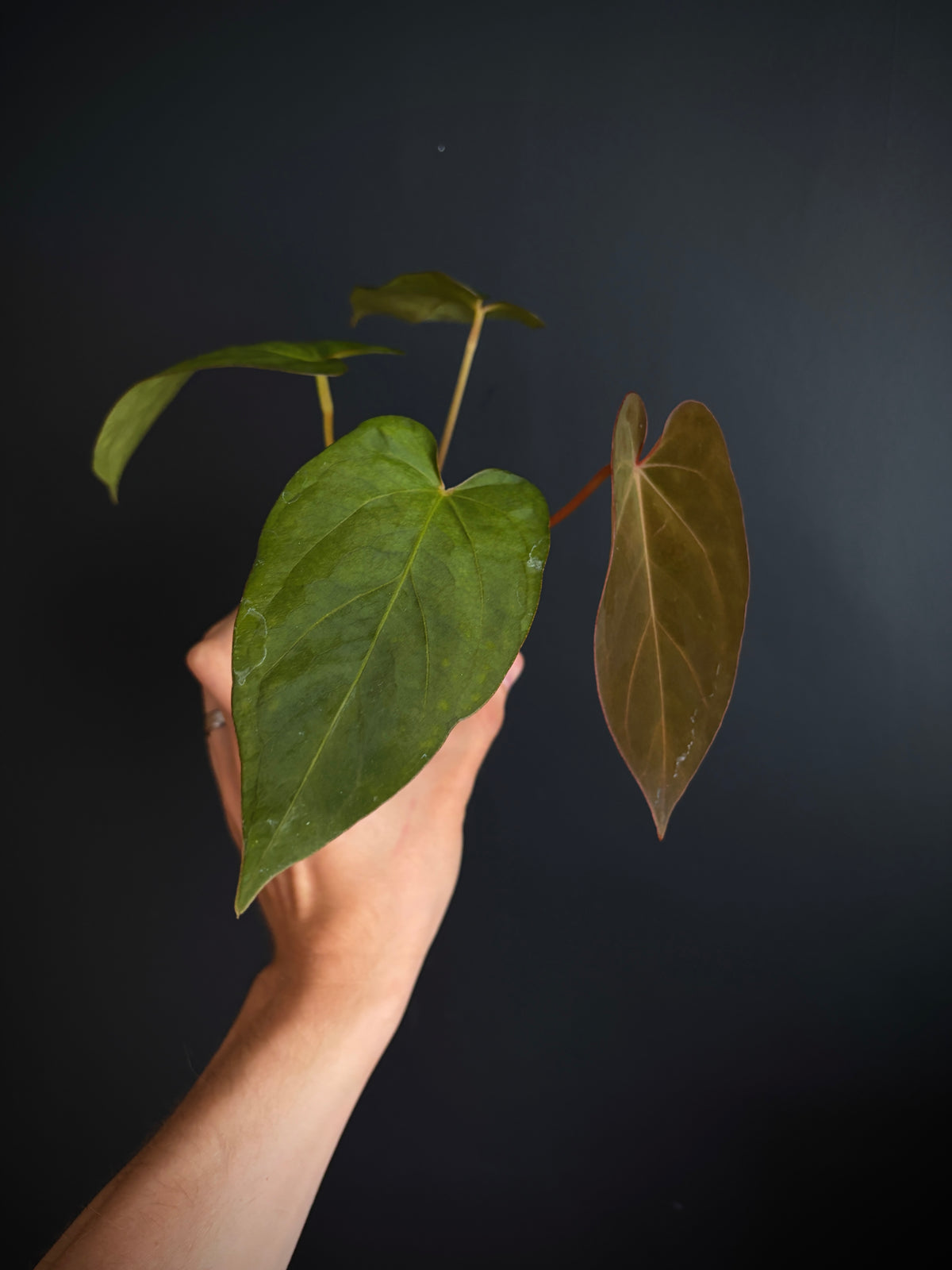 Anthurium (DoraBVEP x RLFS) X BVEP (Round x RA1) | 7 cm pot
