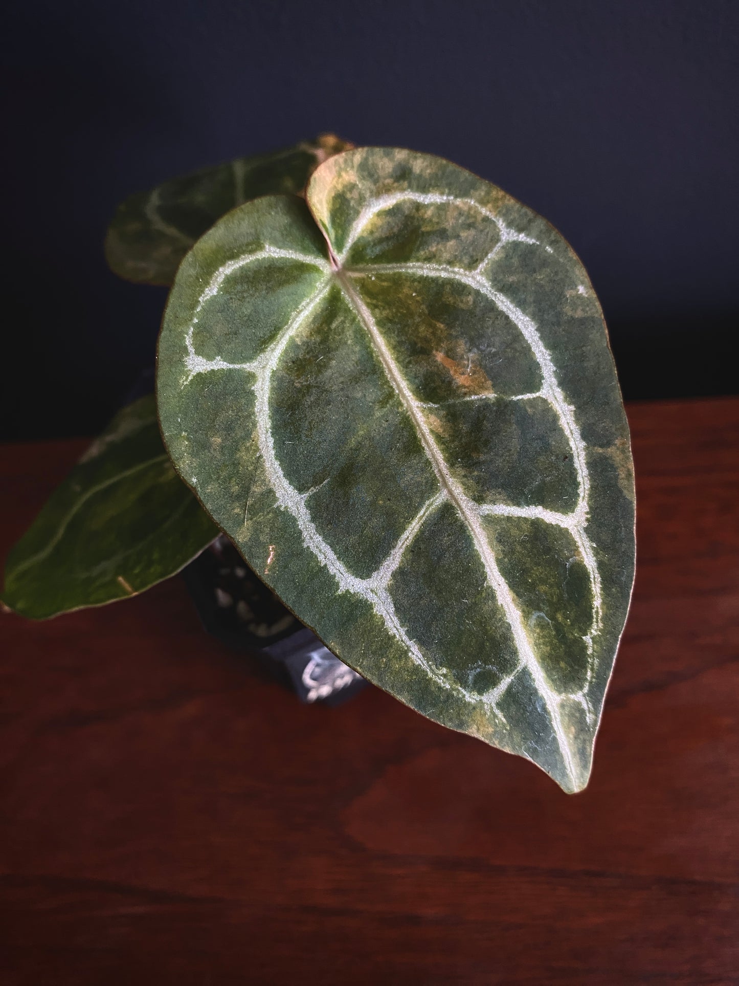 Anthurium PapCrystal var X Tezula Red Crystallinum (Orange variegated) | 7 cm pot
