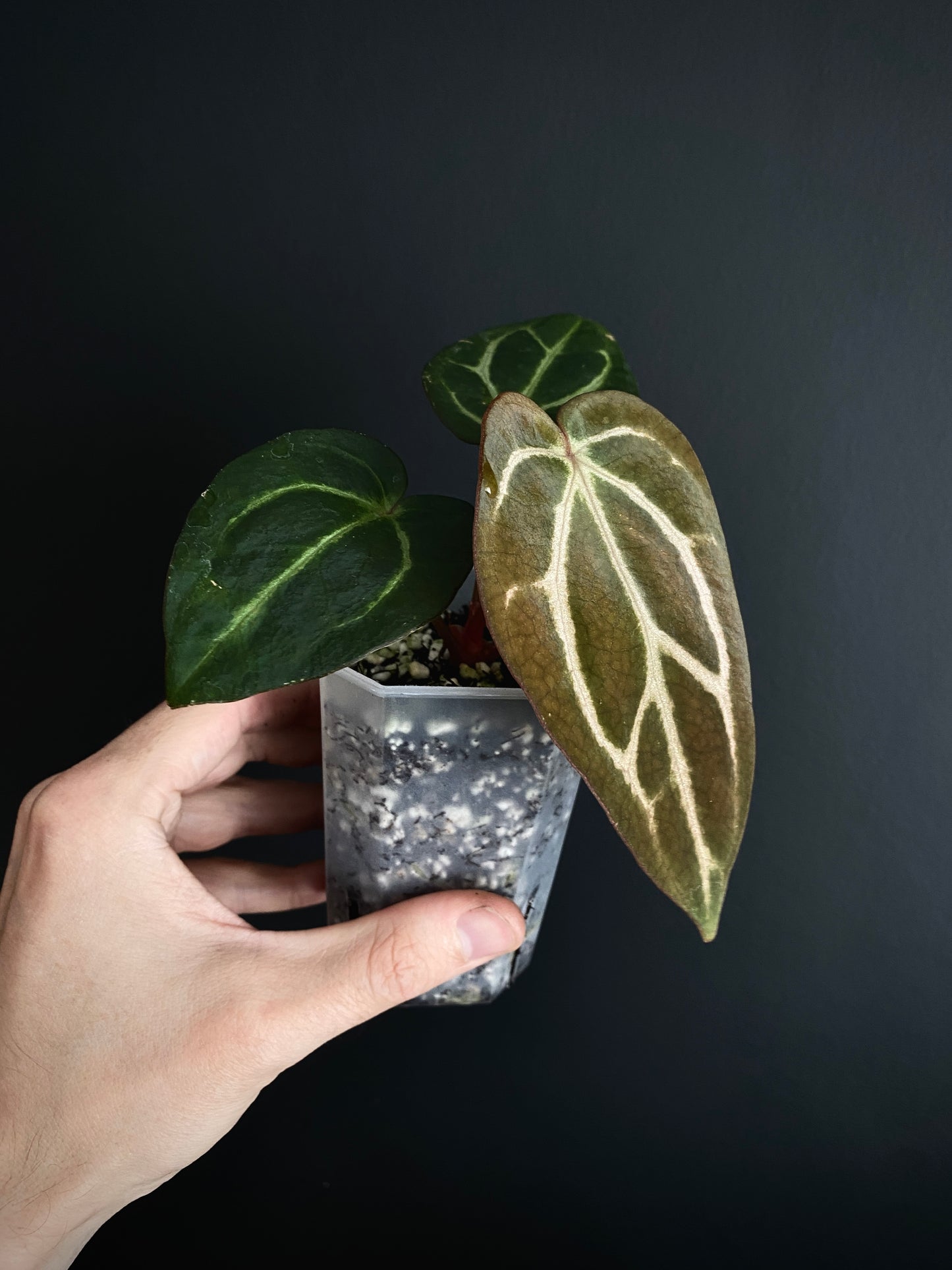 Anthurium Carlablackiae | 7 cm pot [A]